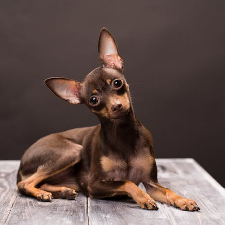 Русский той-терьер