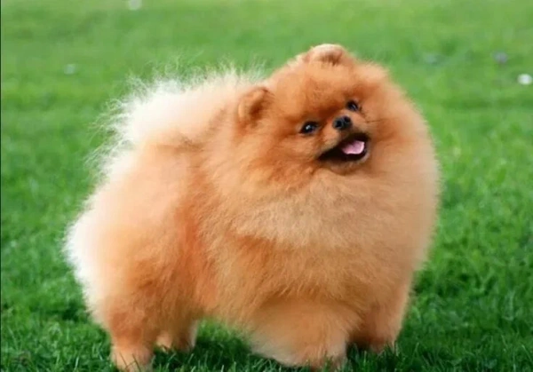 Самые проблемные породистые собаки и как с ними жить. Методичка для будущих хозяев