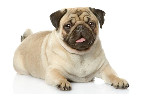 Самые проблемные породистые собаки и как с ними жить. Методичка для будущих хозяев