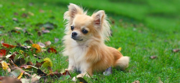 Самые проблемные породистые собаки и как с ними жить. Методичка для будущих хозяев