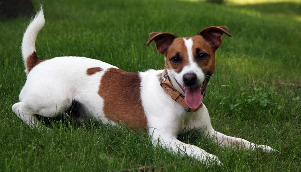 Самые проблемные породистые собаки и как с ними жить. Методичка для будущих хозяев