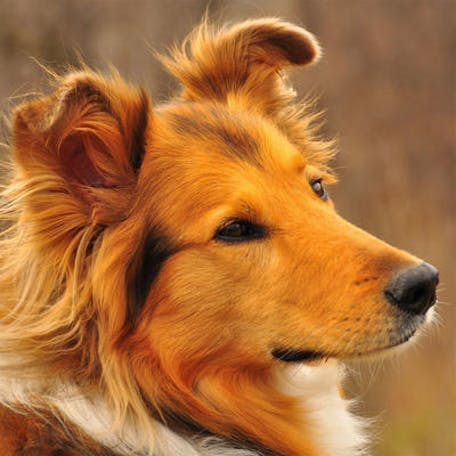 Шотландская овчарка