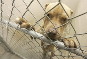 Собака из приюта: восстановление и ресоциализация