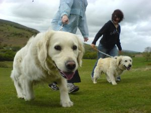 Собака из приюта: восстановление и ресоциализация