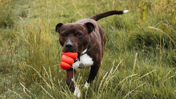 Собака из приюта: восстановление и ресоциализация