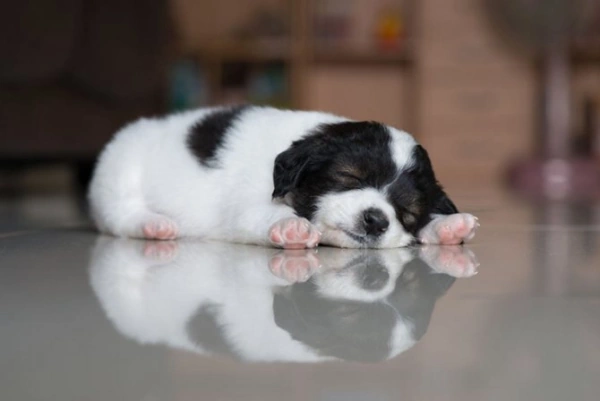 Собака не хочет спать на своем месте