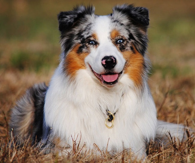 Австралийская овчарка (аусси)