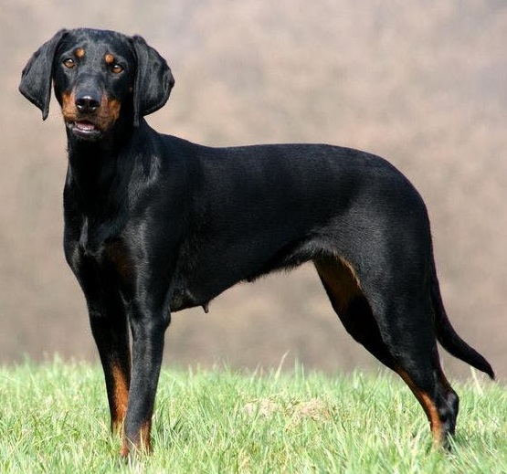 Австрийская гончая