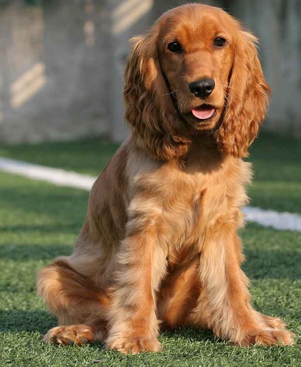 Английский кокер-спаниель