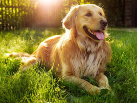 Смотреть фото Фрося и Пестрянка Фото Фрося и Пестрянка