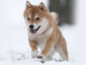 Смотреть фото Ездовые собаки Фото Ездовые собаки