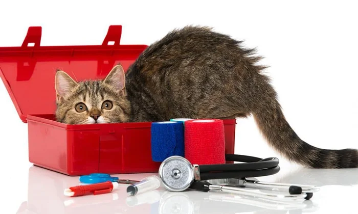 Аптечка для кошки