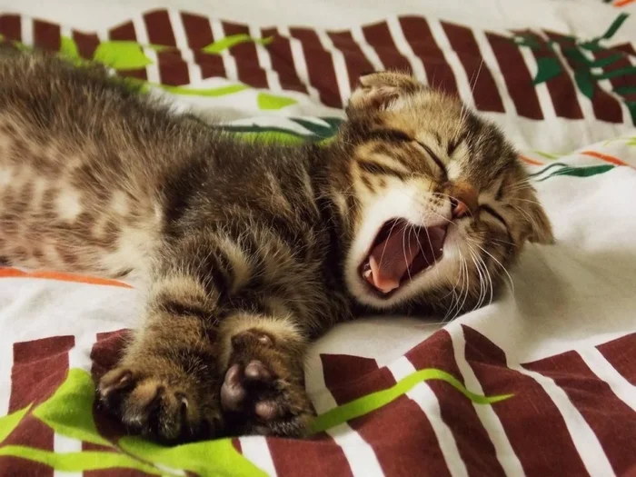 Авитаминоз у кошек – распознаем, лечим