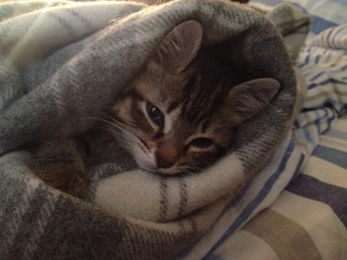 Авитаминоз у кошек – распознаем, лечим