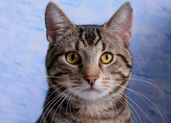 Чипирование кошек или как идентифицировать питомца