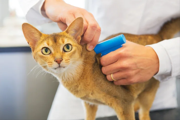 Чипирование кошек или как идентифицировать питомца