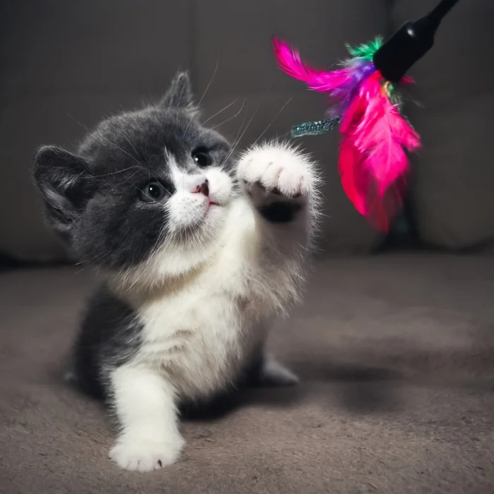 Игрушки для кота своими руками