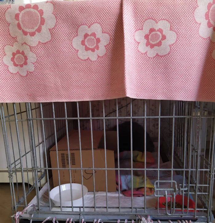 Использование клетки в коррекции поведения кошек