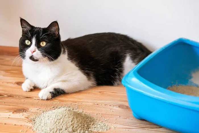 Как организовать туалет для нескольких кошек?