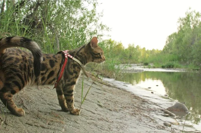 Как подготовить кошку к прогулкам на улице?