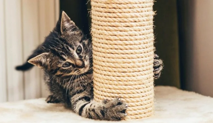 Как приучить кошку к когтеточке