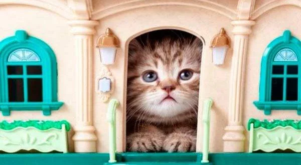 Как приучить кошку к новому дому — обустройство и варианты адаптации питомца