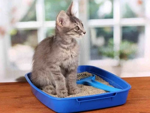 Как приучить котенка к лотку и когтеточке