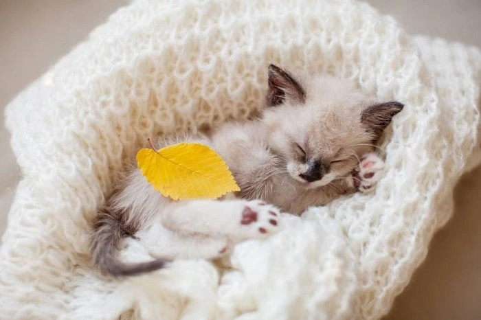 Как приучить котенка к месту для сна?