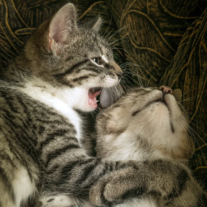 Кошачьи звуки