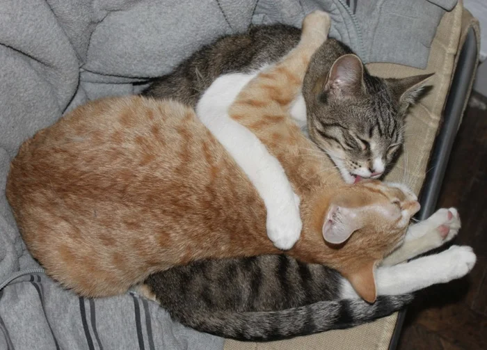 Кошка хочет кота, что делать, как успокоить?