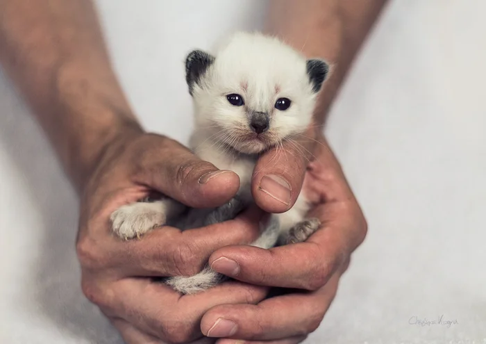 Воспитание котёнка. Ласковый и ручной котёнок