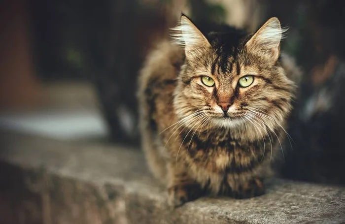 Машинка для стрижки кошек. Как выбрать?