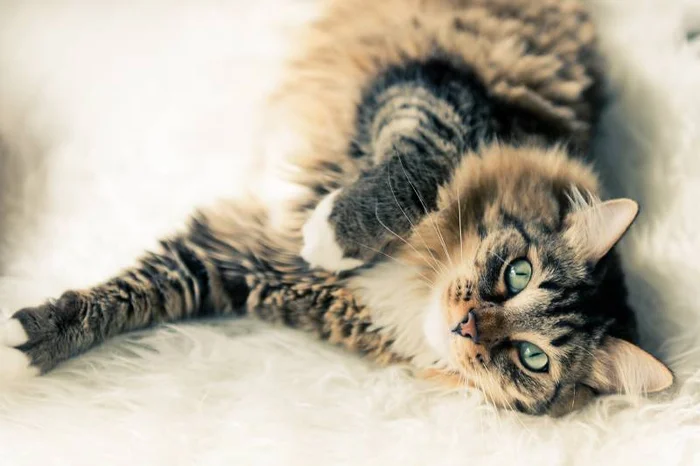 Правила содержания кошек в России