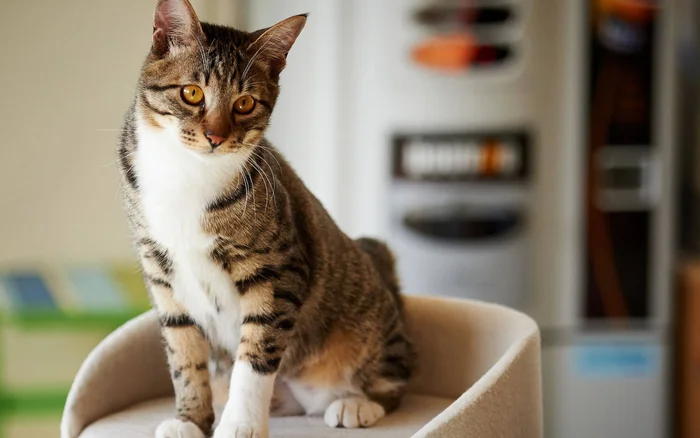 Содержание кошек в городе