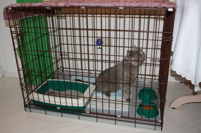 Содержание кошек в клетках