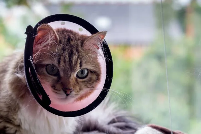 Защитный воротник для кошек