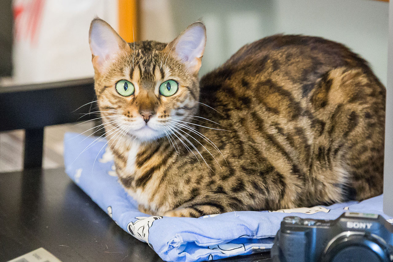 Бенгальская кошка