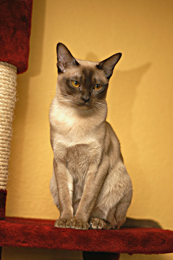 Бурманская кошка