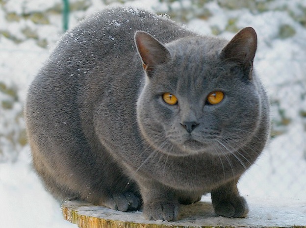 Шартрёз или картезианская кошка