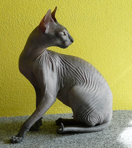 Донской сфинкс