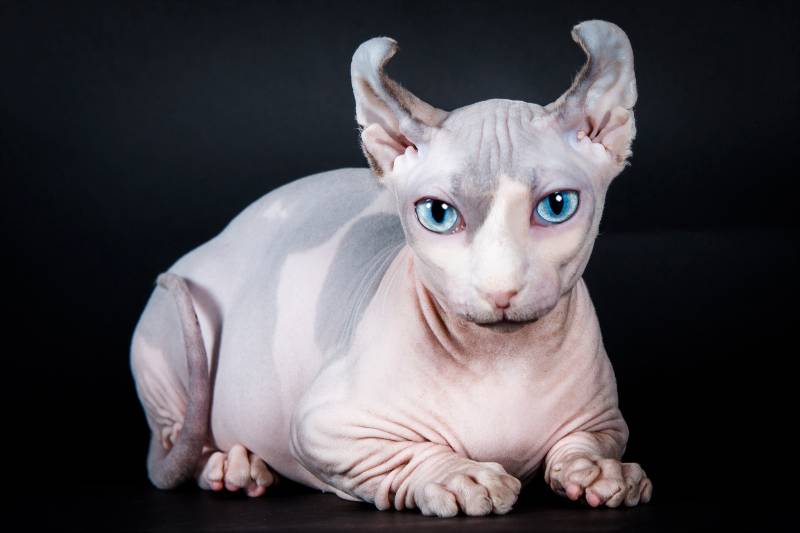 Двэльф (двельф)