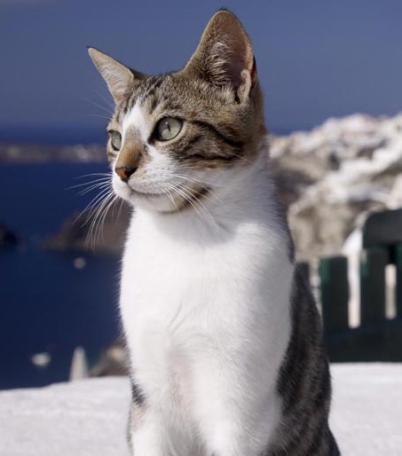 Эгейская кошка