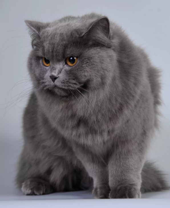 Британский хайлендер