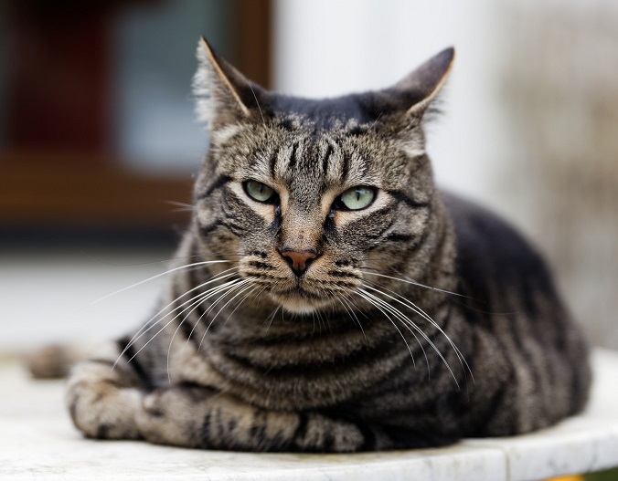 Ли Хуа (дракон ли, ли мао)