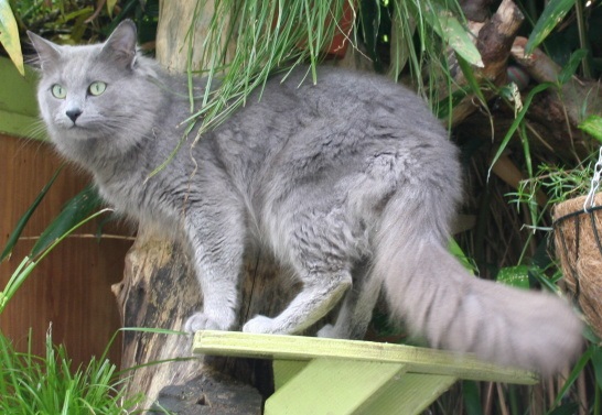 Нибелунг или русская голубая длинношёрстная кошка