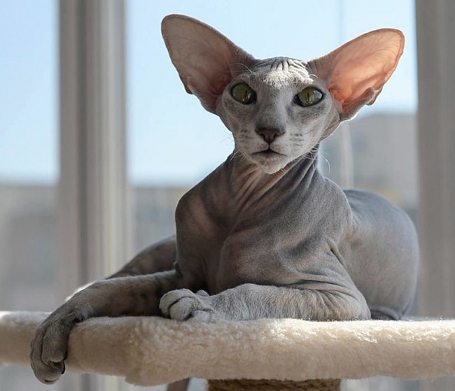 Петербургский сфинкс (петерболд)