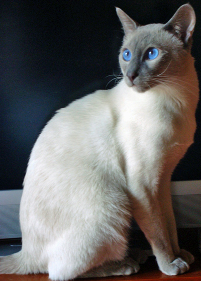 Тайская кошка