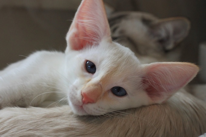 Яванез (яванская кошка)