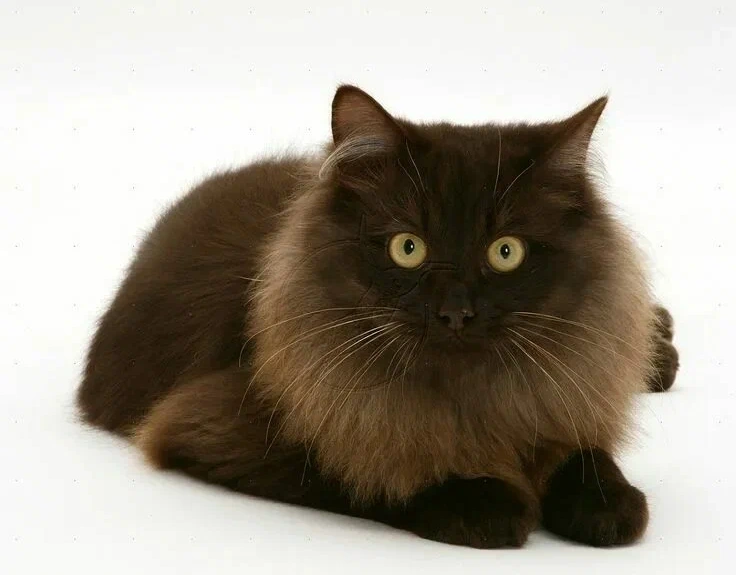 Йоркская шоколадная кошка