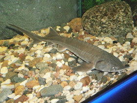 Смотреть фото Сибирский осётр Фото Сибирский осётр